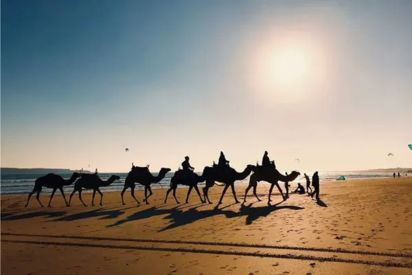 Balade dromadaire Essaouira plage